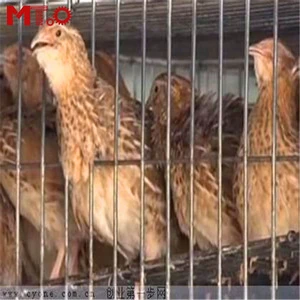 New model of quail breeding cage commercial quail cage all over the world