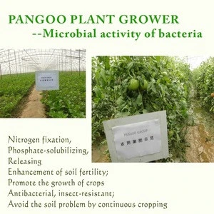 organic fertilizer---Bacillus megaterium to change soil quality