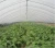 Import polythene greenhouse film from China