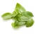 Import 100% pure basil oil with wholesale price for massage & diffuser from China