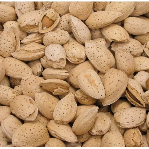 Raw Almond Nuts in Shell for Sale