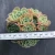 Import real succulent plants natural succulent from China