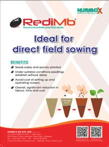 RediMb Cover Crop Scarified Mucuna Bracteata Seeds (No clipping needed) for Oil Palm, Durian, Rubber Plantation