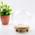 Safe transportation wholesale custom transparent Tabletop Display Orqihod Round Glass Cloche Ball Jar Dome with Wooden Base
