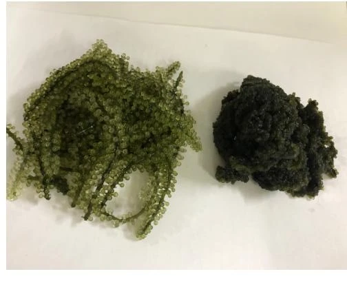 Sea Grapes - Green Caviar - Lato - Caulerpa lentillifera - Umibudou - Dehydrated Sea Grapes/ Ms.Cherry + 84 975 975 103
