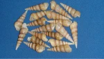 sea shell beads for art and crafts, kids crafts, scrapbooking, jewelry designers