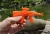 Import Shooting Sucker Needle Gun Funny Plastic Promotion Product from China