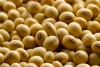 Soyabeans or Soybeans for Human Consumption