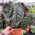 Import Top rare wholesale tropical foliage plant Alocasia Red Secret indoor decoration from China