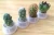 UCHOME free shipping 2019 Mix style pet plant with real cactus