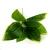 Import Wholesale artificial natural touch taro evergreen big leaves green fake plant from China
