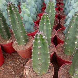 Wholesale cactus natural grafted plant woody plants cactus tree Harrisia jusbertii