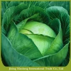 Wholesale fresh cabbage prices
