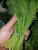 Import Wholesale Fresh green parsley from Egypt