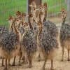 Wholesale Ostrich Chicks for sale /Red and Black neck Ostrich for sale/Live Ostrich Bird in South Africa