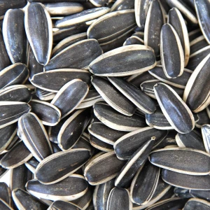 wholesale striped sunflower seed type 363 big size