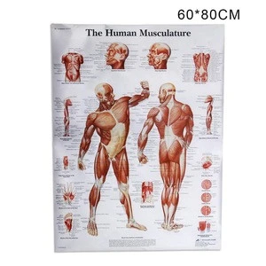 Wholesale The Human Musculature Student Teaching Medical Posters
