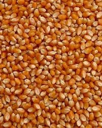 Yellow Corn & White Corn/Maize for Human & Animal Feed FOR SALE