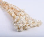 Yunnan Wholesale Popular Natural 70G Preserved Dried Flower Rice Flower For Home Decoration