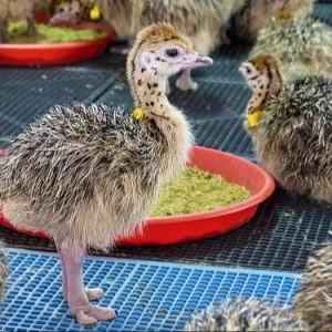 Ostrich Chicks, 1-14 Month Old