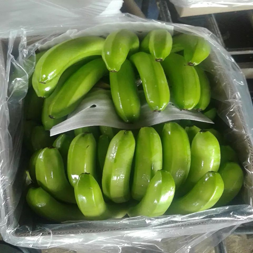 Buy Fresh Premium Bananas from kilsan Cegi Ve Se Dis Tic Ltd Sti ...