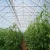 Import Tunnel Plastic PE Flim Greenhouse For Vegetables  Flower from China