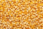 Corn Non GMO