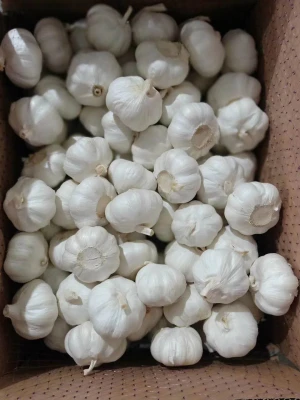 Garlic new corped 2020 fresh