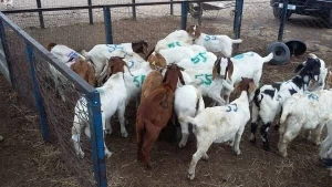 Livestock Boer Goats & Boer Goats Meat  For Sale