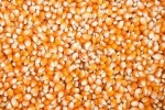 Top Quality Yellow Corn/Maize For Animal Feed
