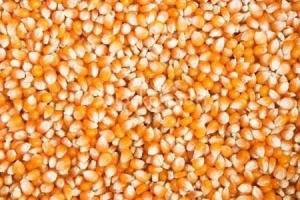 Top Quality Yellow Corn/Maize For Animal Feed