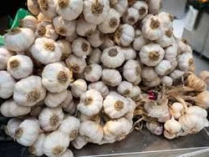 High Quality Fresh Garlic - Pure White Garlic