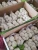 Import Garlic new corped 2020 fresh from China