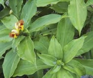 Insulin Plant, Chamaecostus cuspidatus, Leaves Powder