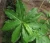Import Insulin Plant, Chamaecostus cuspidatus, Leaves Powder from India