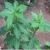 Import Insulin Plant, Chamaecostus cuspidatus, Leaves Powder from India