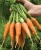 Import carrots from Algeria
