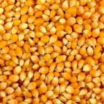 Yellow & White Maize Corn At Very Good Prices