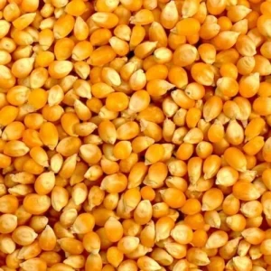 Yellow & White Maize Corn At Very Good Prices
