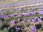 Premium Moroccan Saffron Flowers from the Middle Atlas