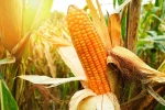Milho GMO