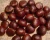 Import Wholesale fresh Chestnut/ Raw easy peel sweet roasted chestnuts organic snack food from South Africa