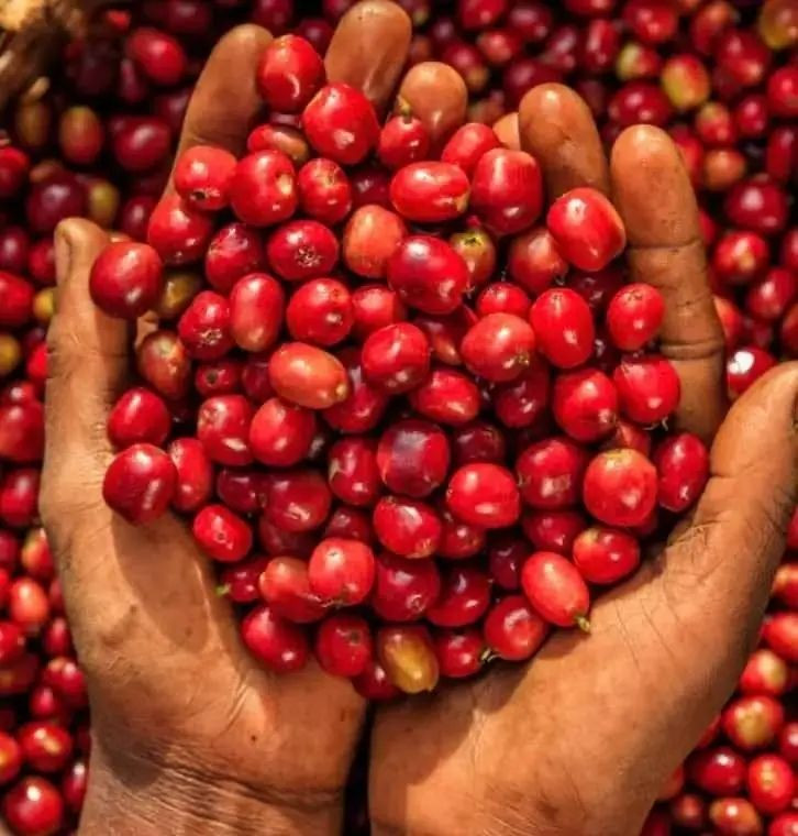 Buy Green Arabica And Robusta Coffee Beans from ELIMANI AGRO TRADING CO