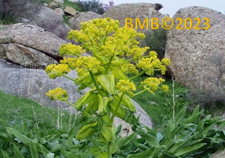 Buy Raw Asafoetida Gum, Extract And Seeds from KD Trading company