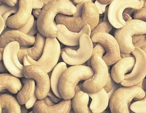 Top Grade Dried Cashew Nut SW 320 at Best Price