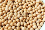 Soybeans