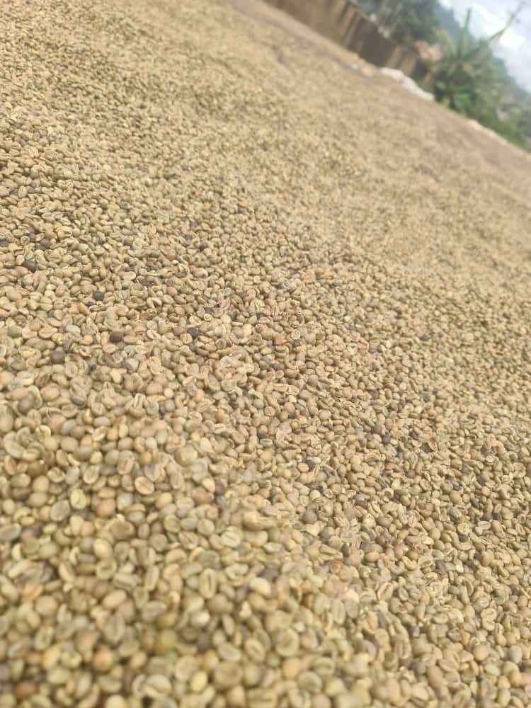 Buy Green Arabica And Robusta Coffee Beans from ELIMANI AGRO TRADING CO