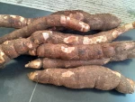 Fresh Cassava Roots