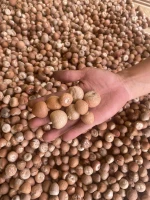 betel nut