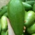 Import FRESH AVOCADO TOP QUALITY FROM VIET NAM from Vietnam